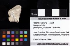 Foto (Objket + Etiketten) von Decapoda indet. 